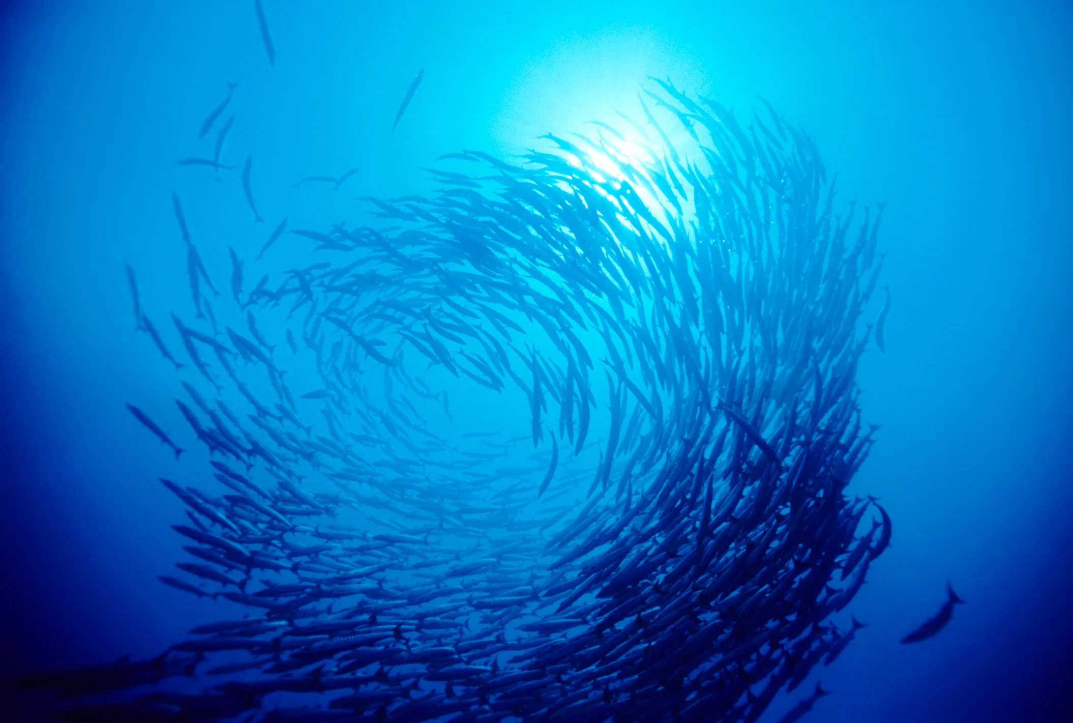Fish swimming in a sea