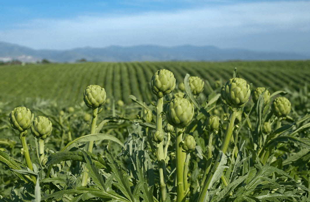Ocean Mist Farms: Accelerating New Product Development with Specright