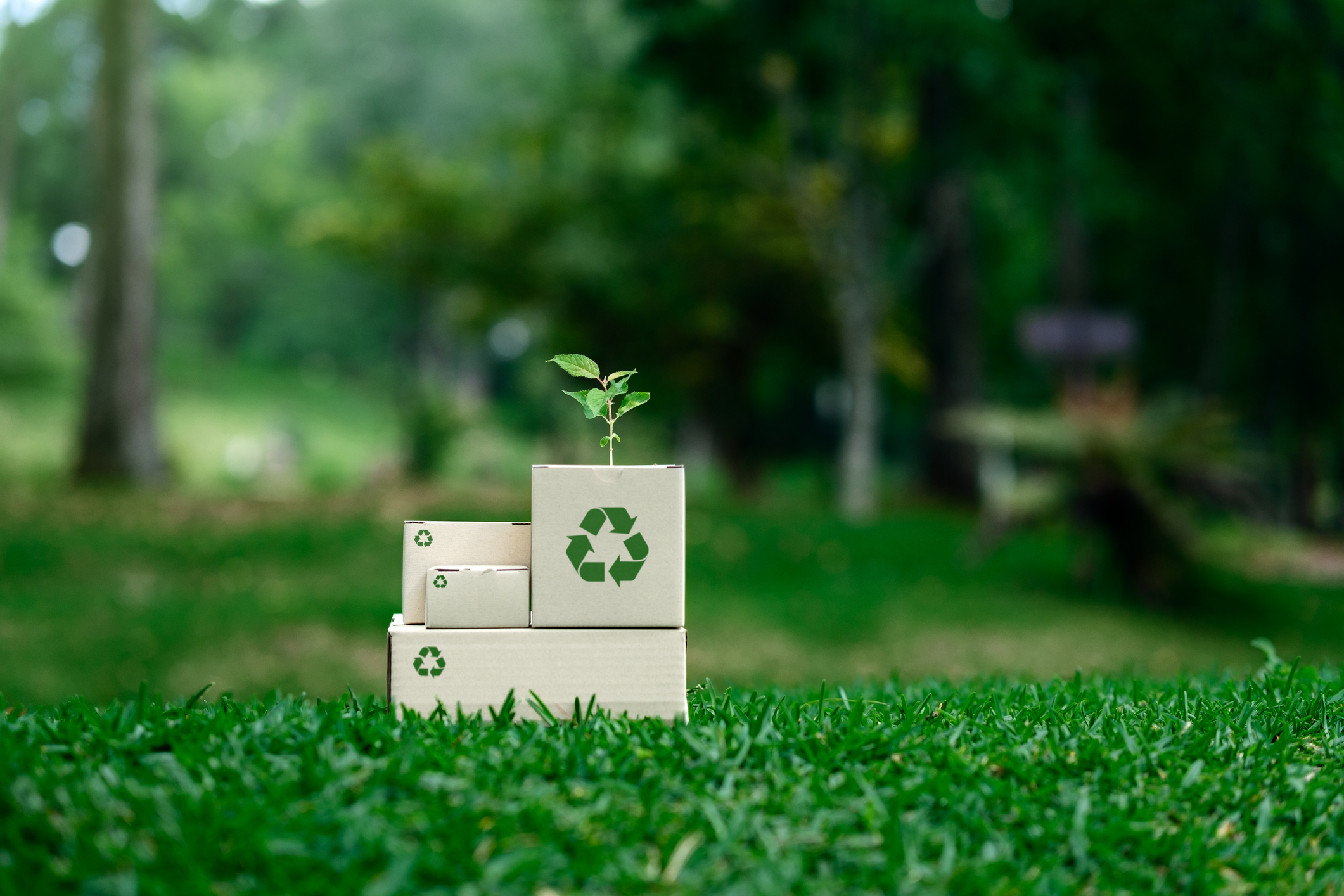 A stack of boxes with a plant growing out of them